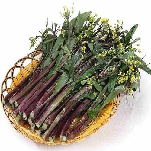 紫菜苔图片;紫菜苔图片与介绍