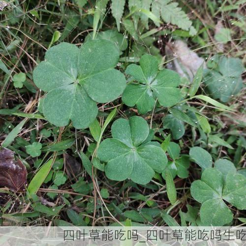 四叶草能吃吗_四叶草能吃吗生吃